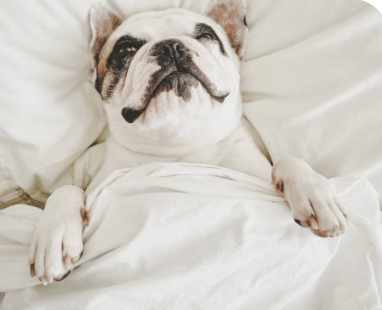 Are Bamboo Sheets Pet Hair Resistant? Discover the Truth in Australia